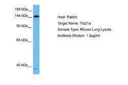TTC21A Rabbit anti-Mouse, Polyclonal, Novus Biologicals 0.1 mL | Buy Online | Novus Biologicals | Fisher Scientific
